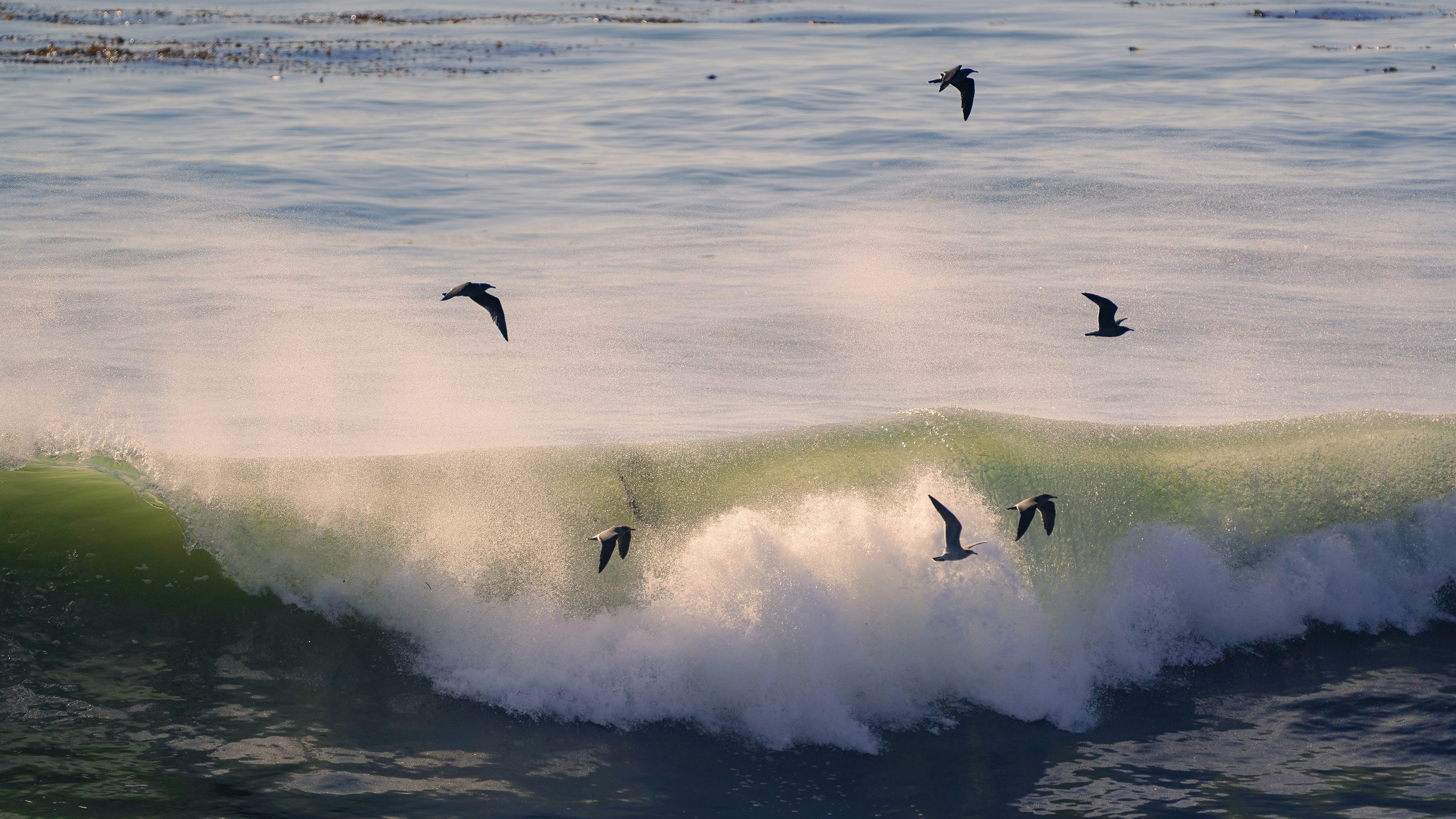 a group of birds flying over a wave in the ocean