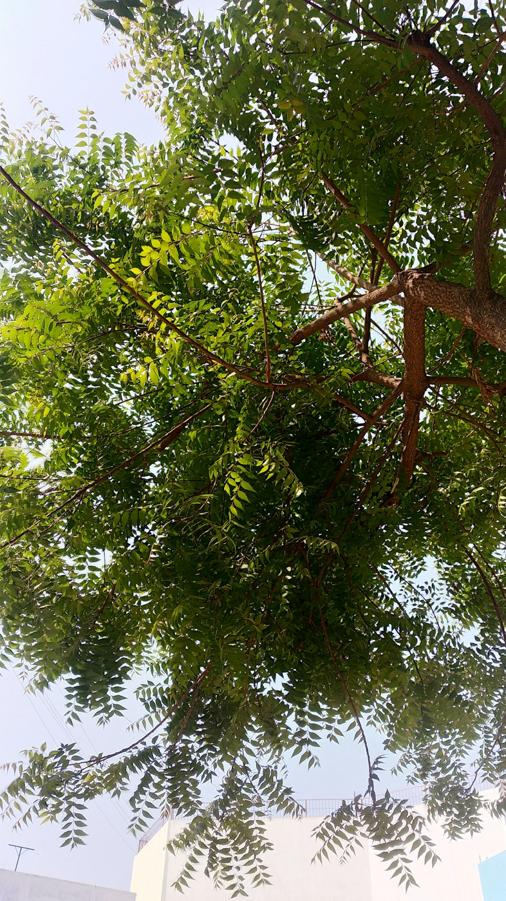 a bird is perched on a tree branch