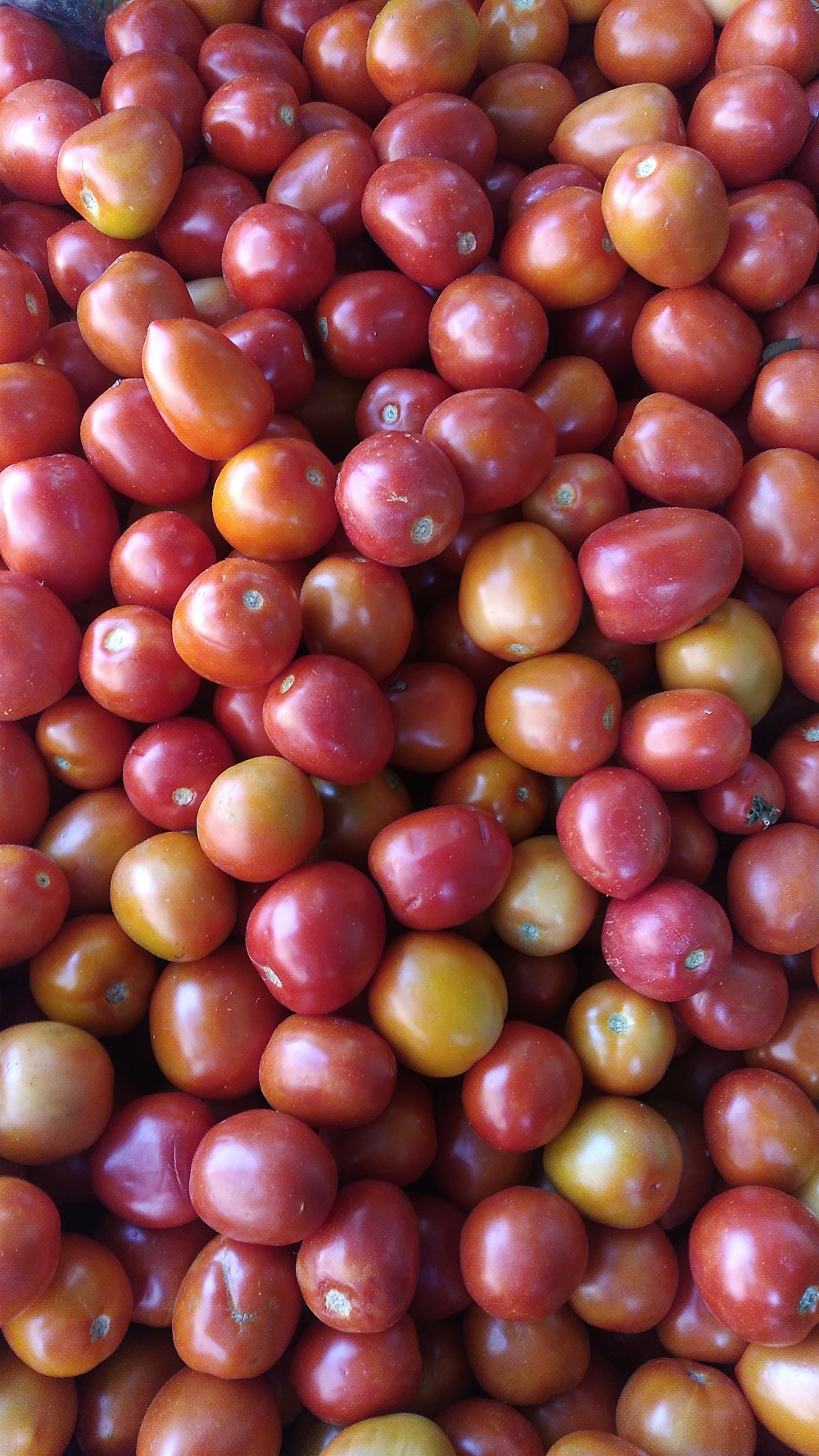 a large pile of red and yellow tomatoes