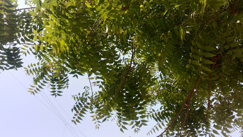 a view of the leaves of a tree from below