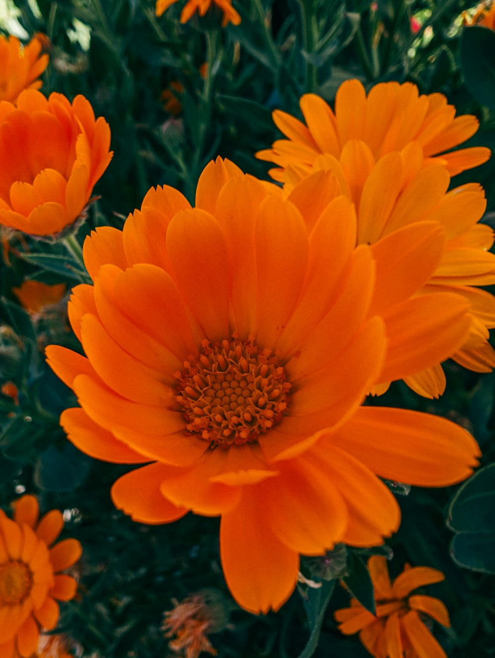 a close up of a bunch of orange flowers