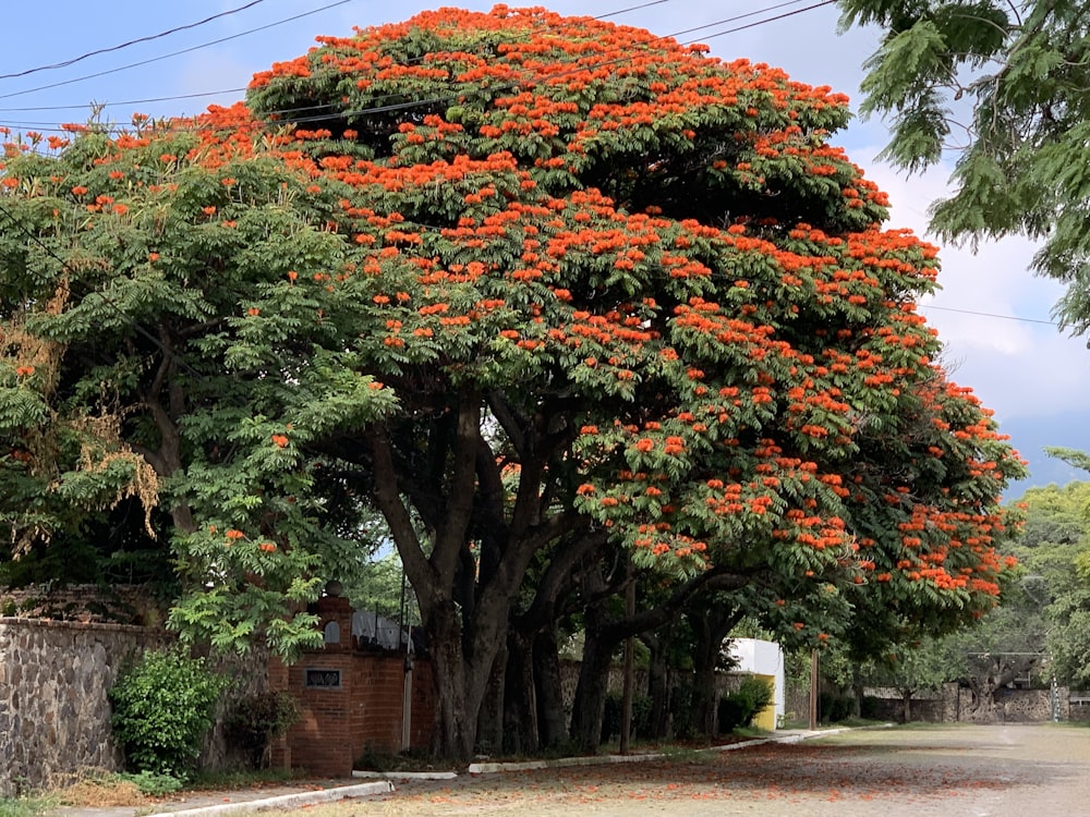 a large tree with bright orange flowers in the middle of a street
