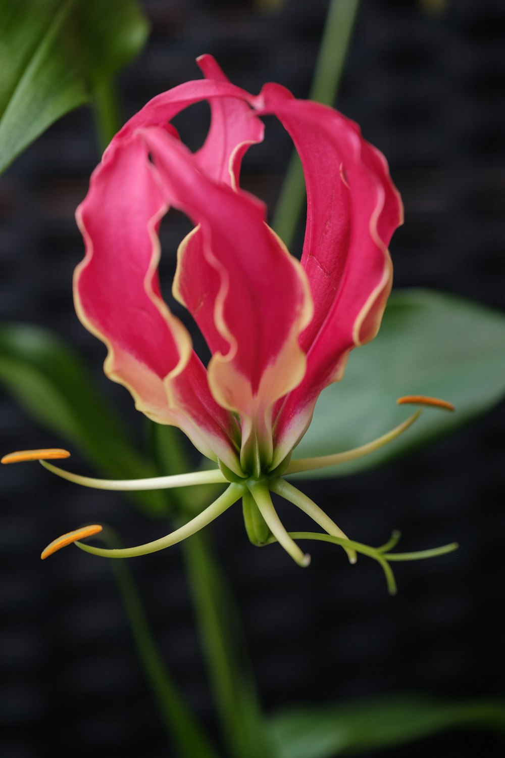 a pink and yellow flower with green leaves