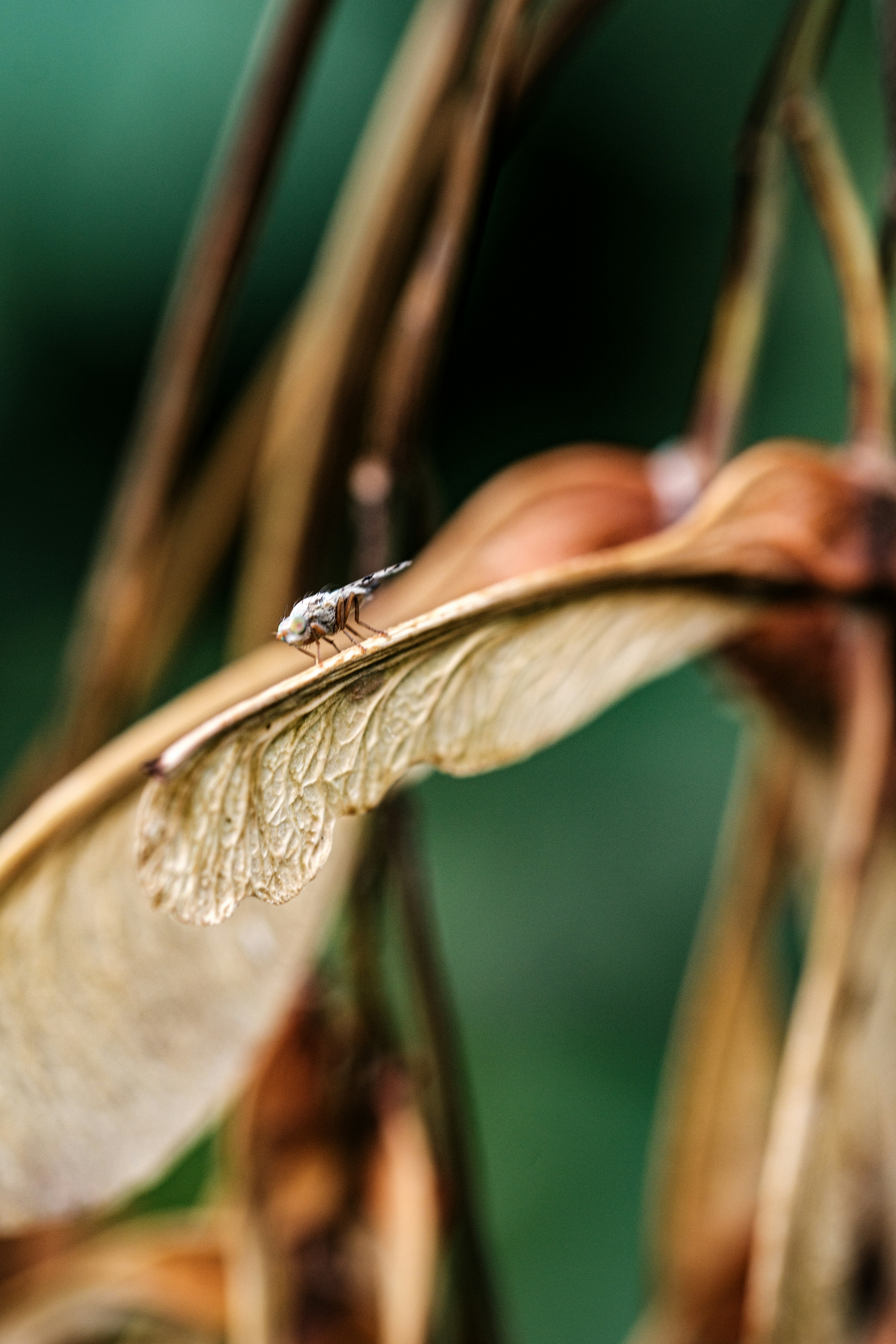 Photo by haberdoedas2