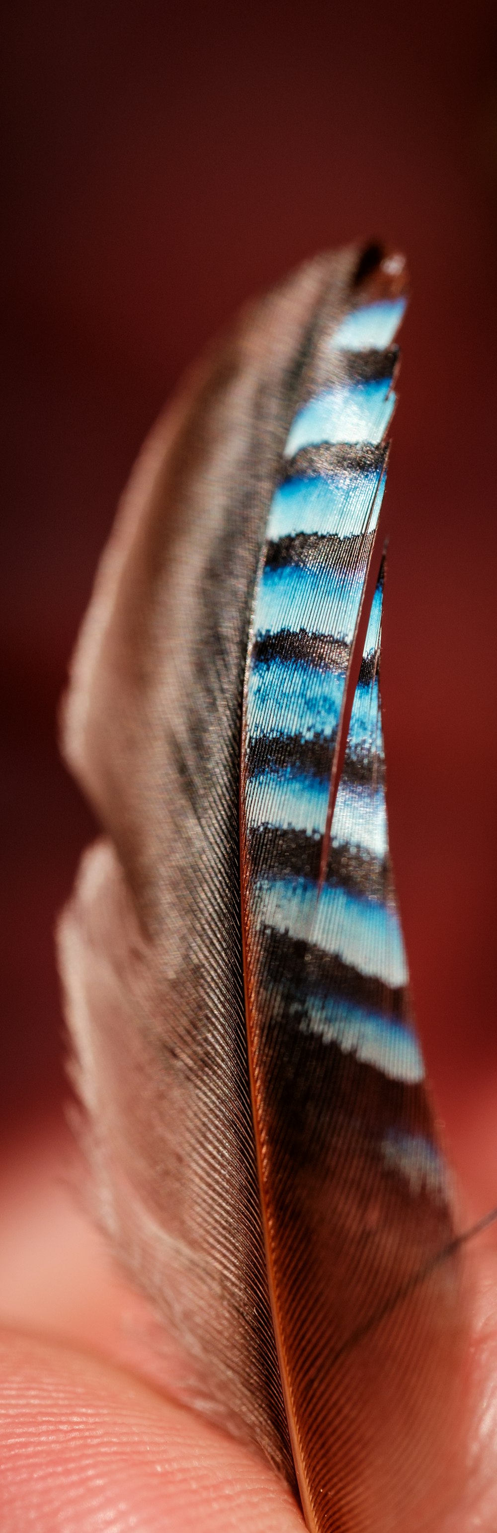 a close up of a person's hand holding a feather