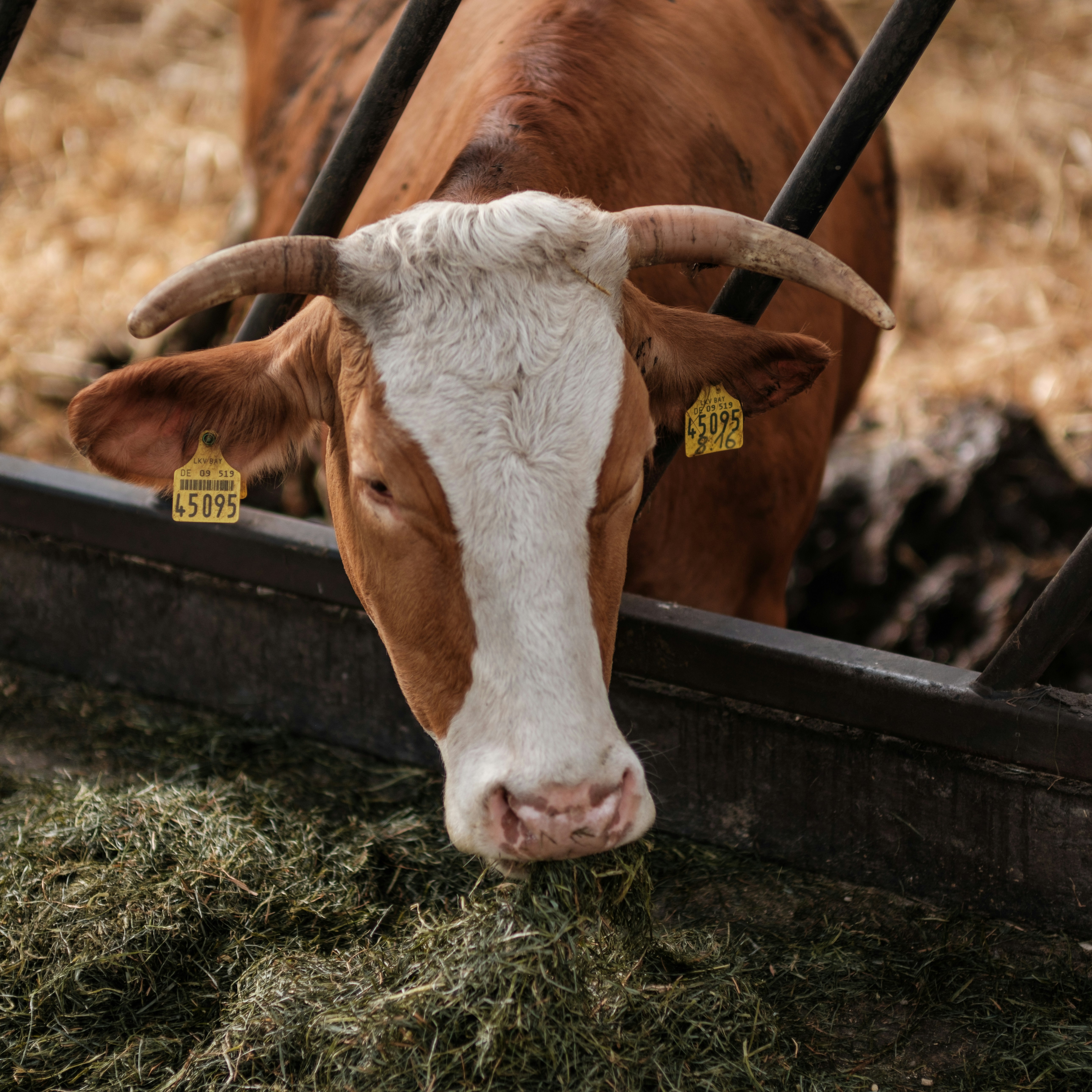 Photo by haberdoedas2