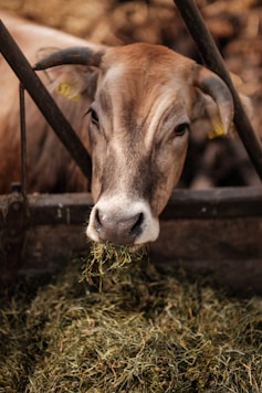 a close up of a cow eating grass in a pen