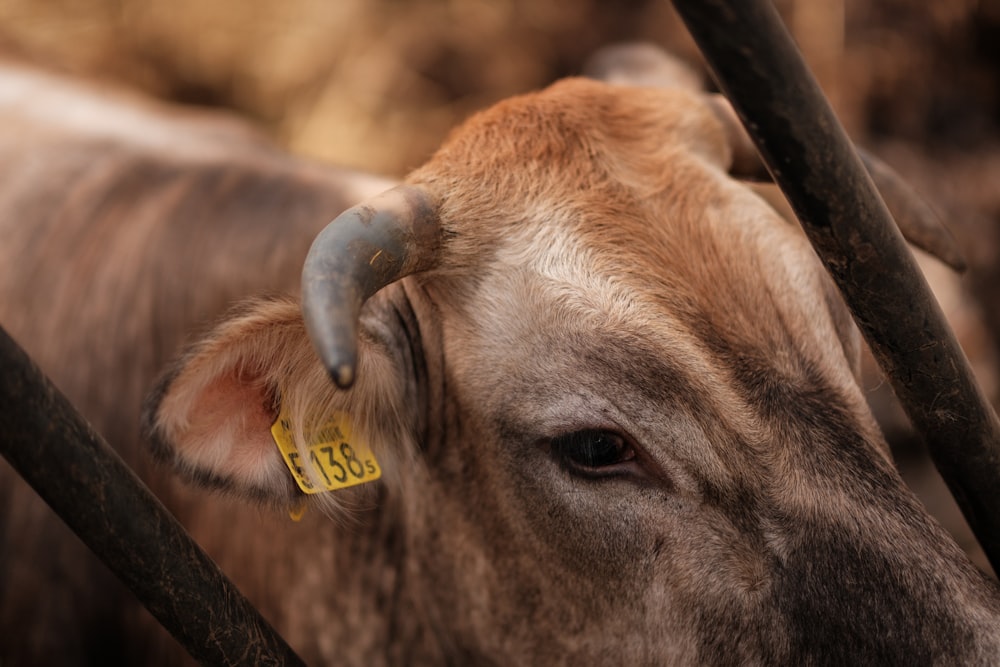 a close up of a cow with a tag on it's ear