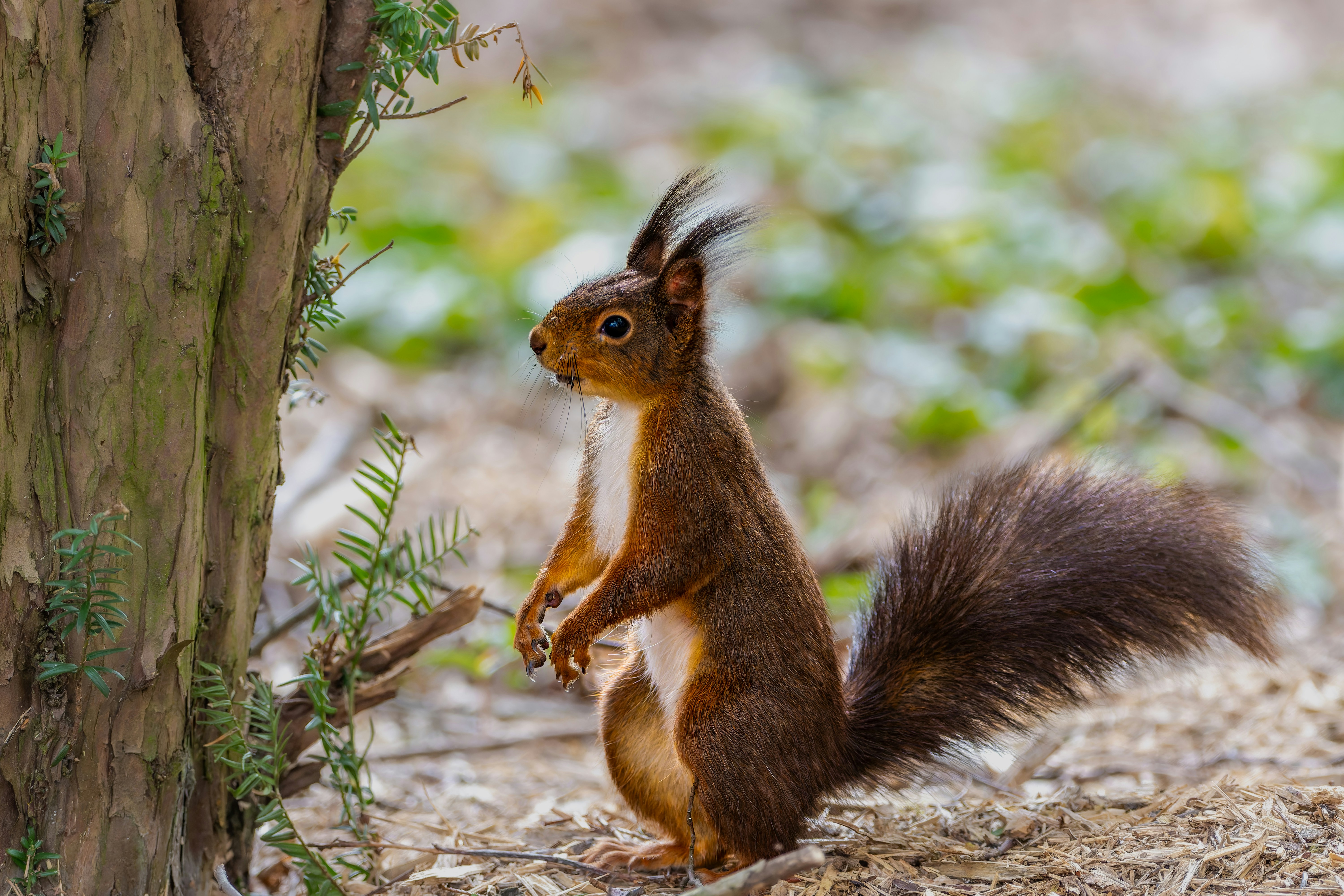 Photo by siegfriedpoepperl