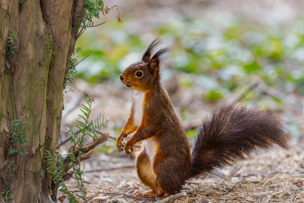 a squirrel is standing next to a tree