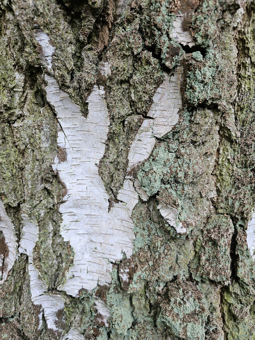 a close up of the bark of a tree