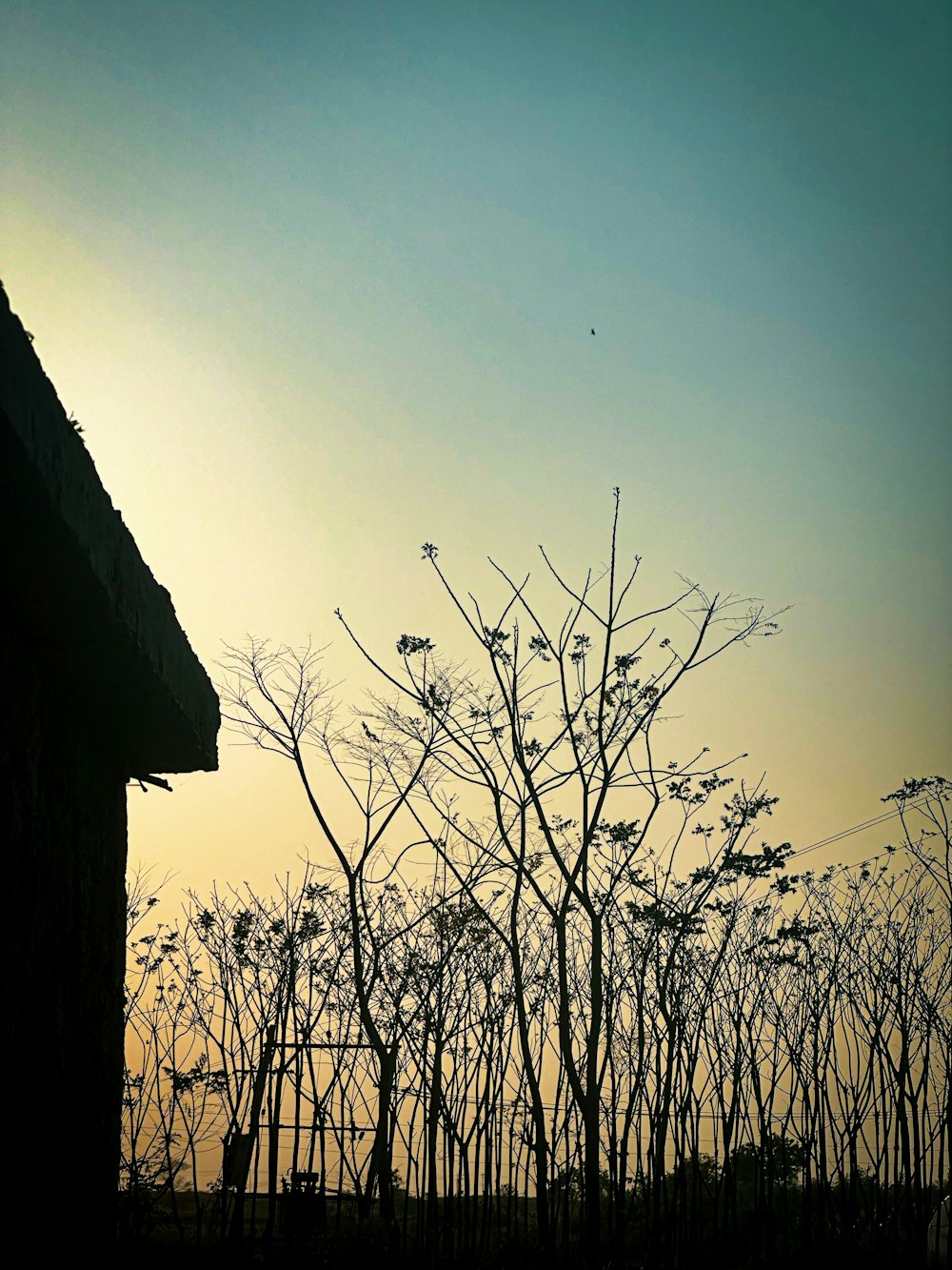 the silhouette of a tree against a blue sky