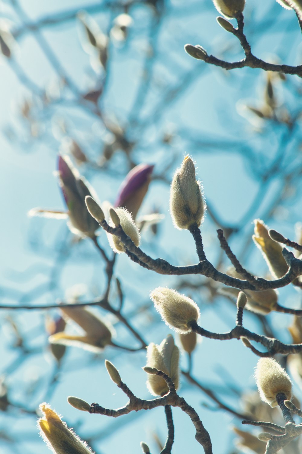 a close up of a tree with leaves and buds