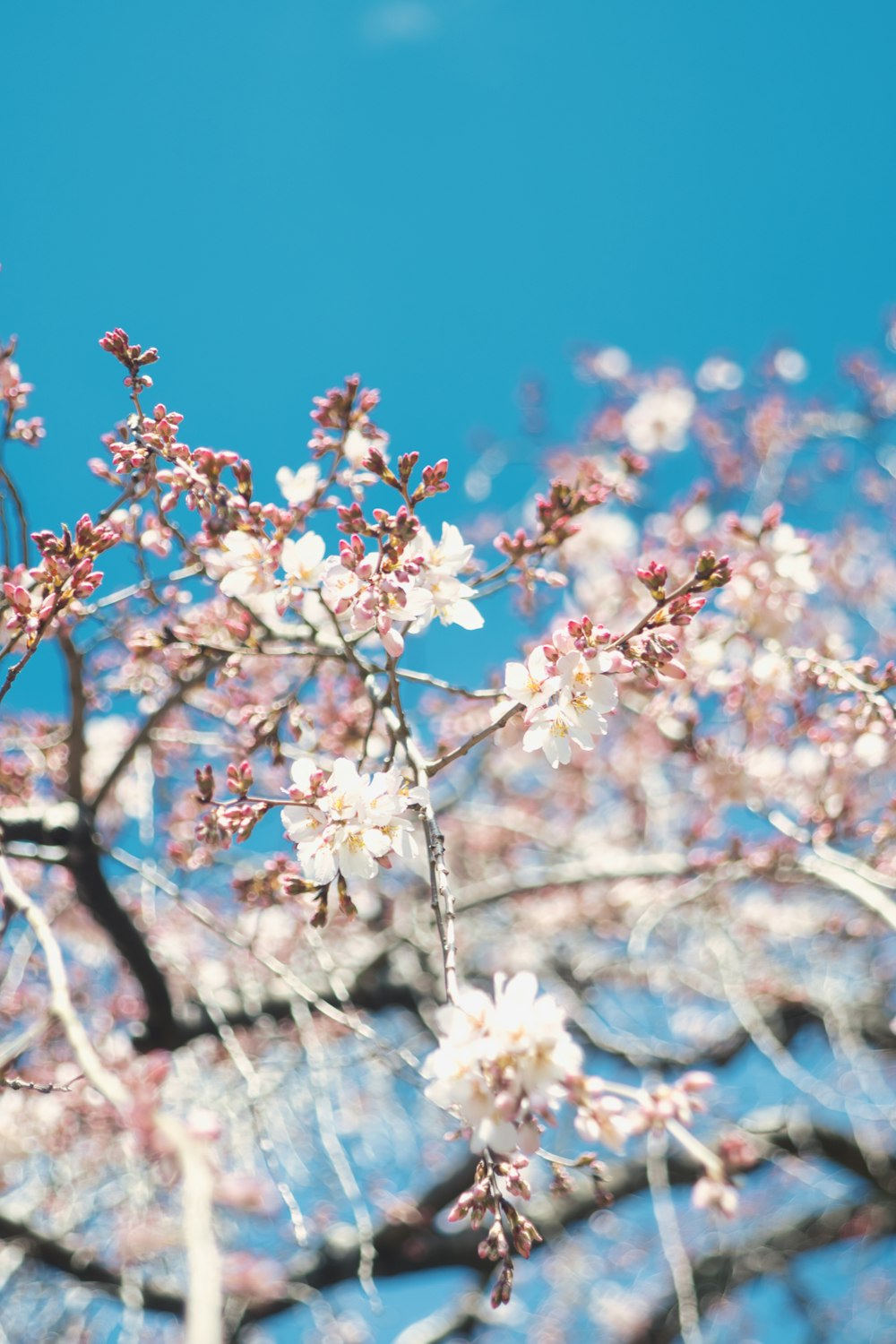 a tree with white flowers and blue sky in the background