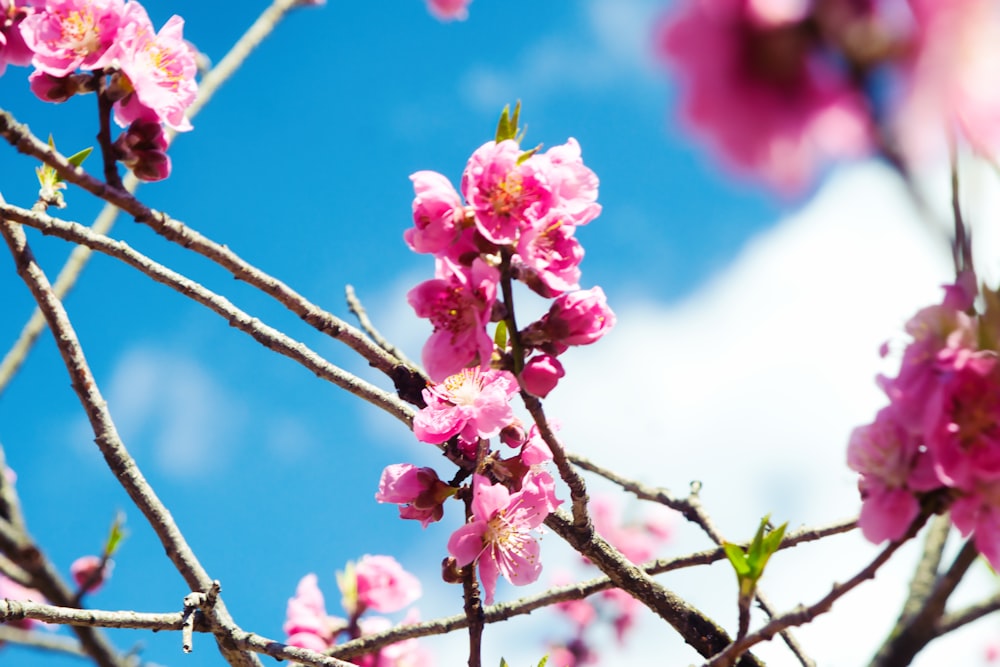 pink flowers are blooming on the branches of a tree