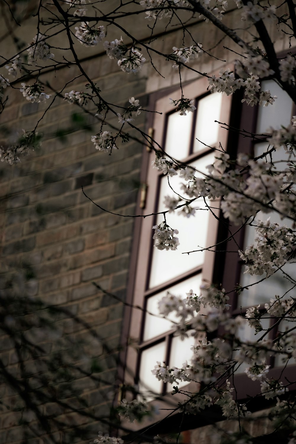 un árbol con flores blancas frente a un edificio de ladrillo