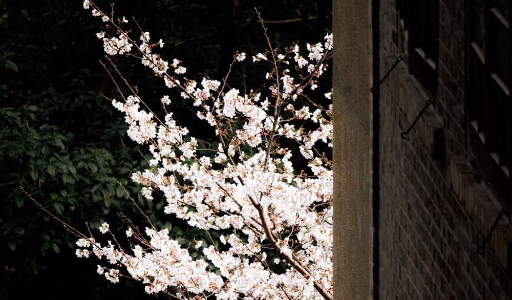 建物の前に白い花を咲かせる木