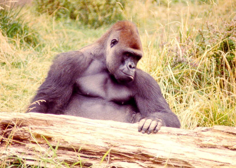 a gorilla sitting in the grass next to a log