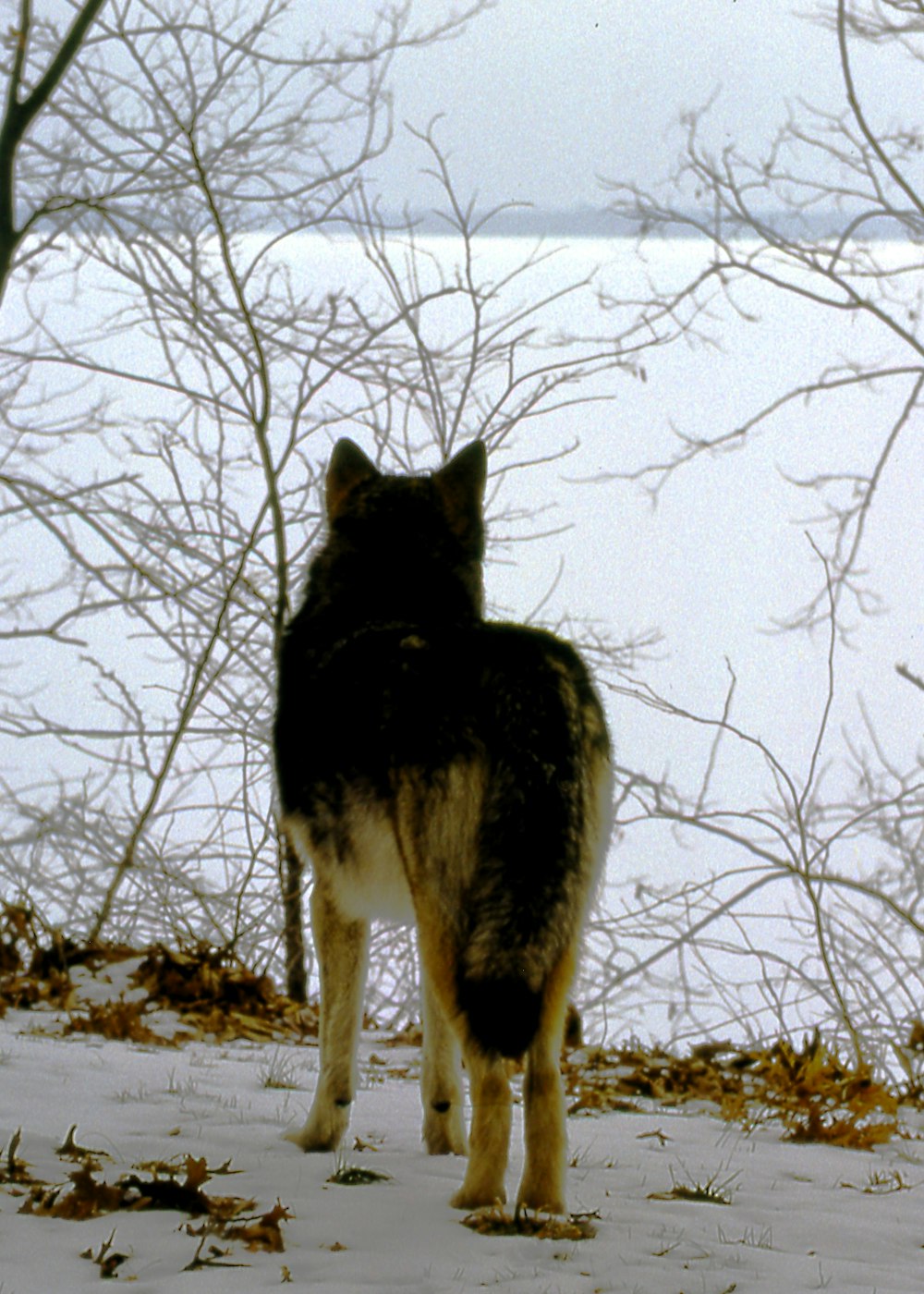 a black and white dog standing in the snow