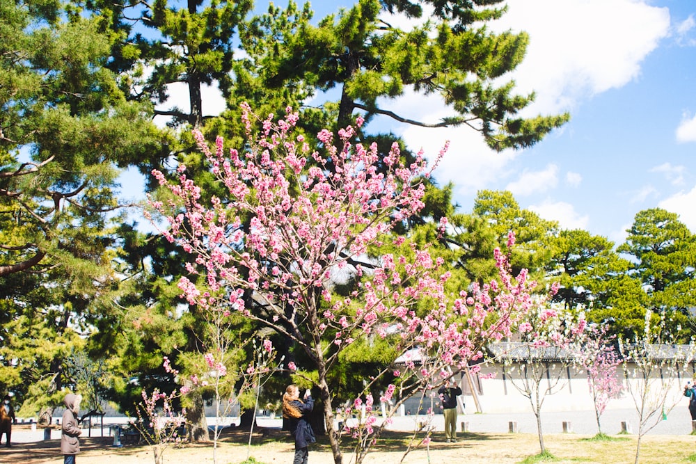 a group of people standing around a pink tree