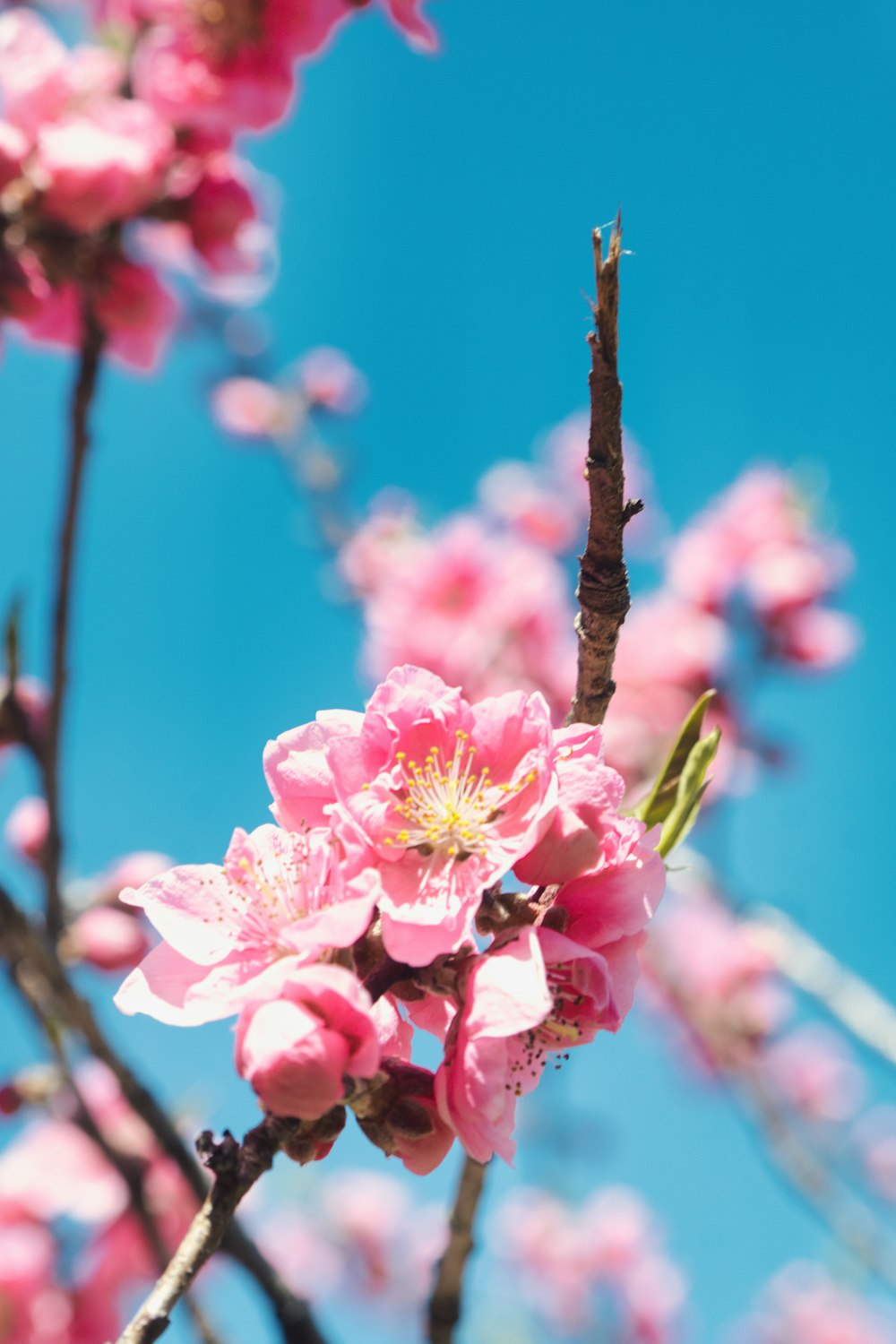 a pink flower is blooming on a tree