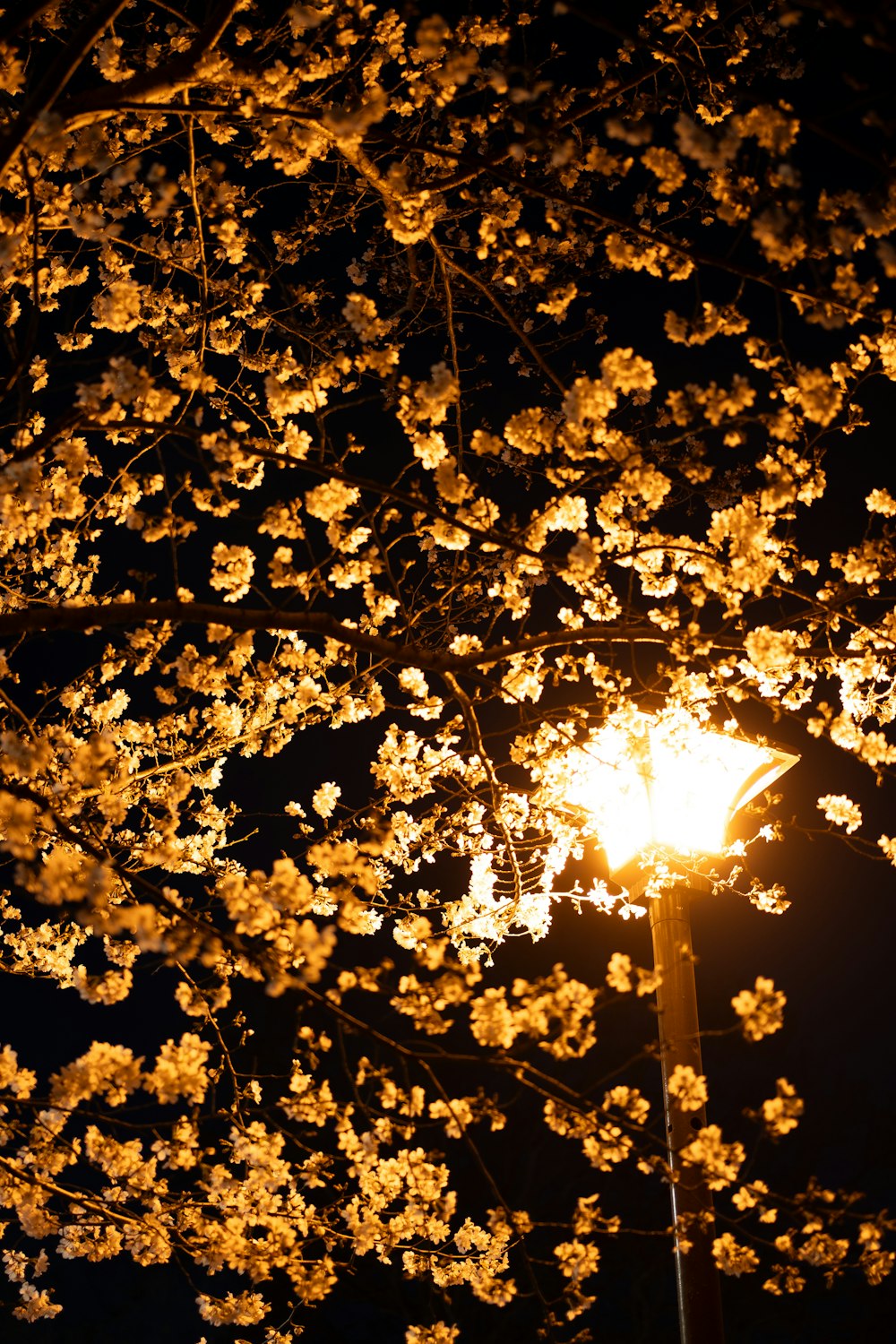a street light sitting under a tree filled with flowers