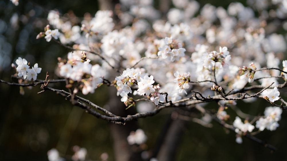 a close up of a tree with white flowers