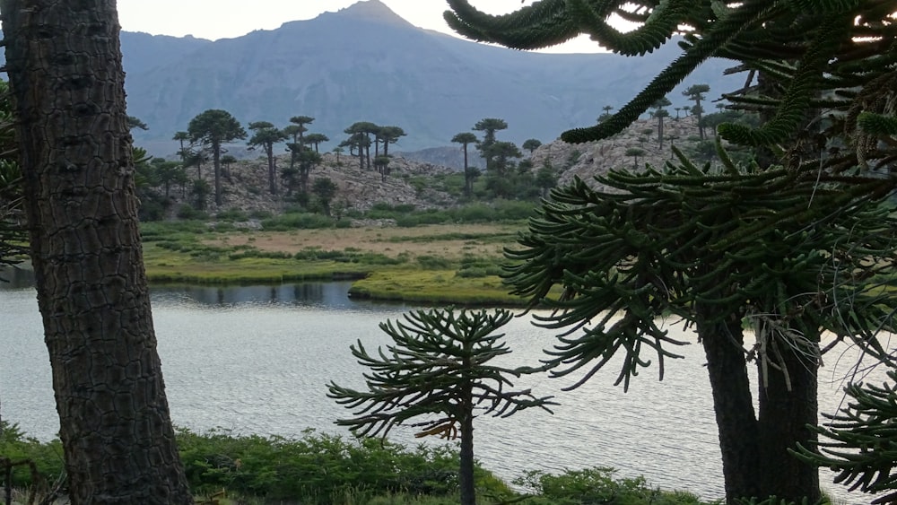 Un lago rodeado de árboles con una montaña al fondo