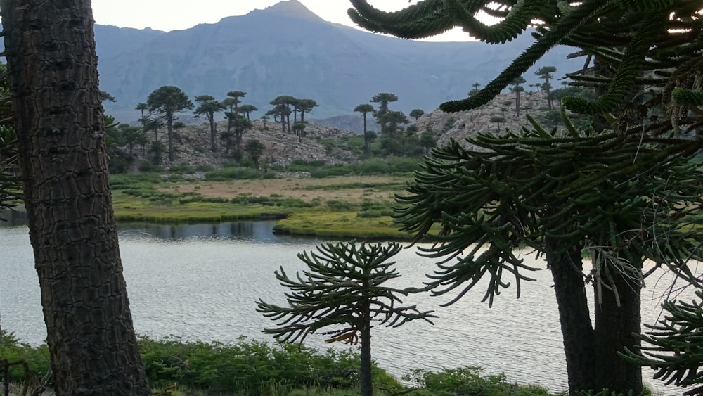 a lake surrounded by trees with a mountain in the background