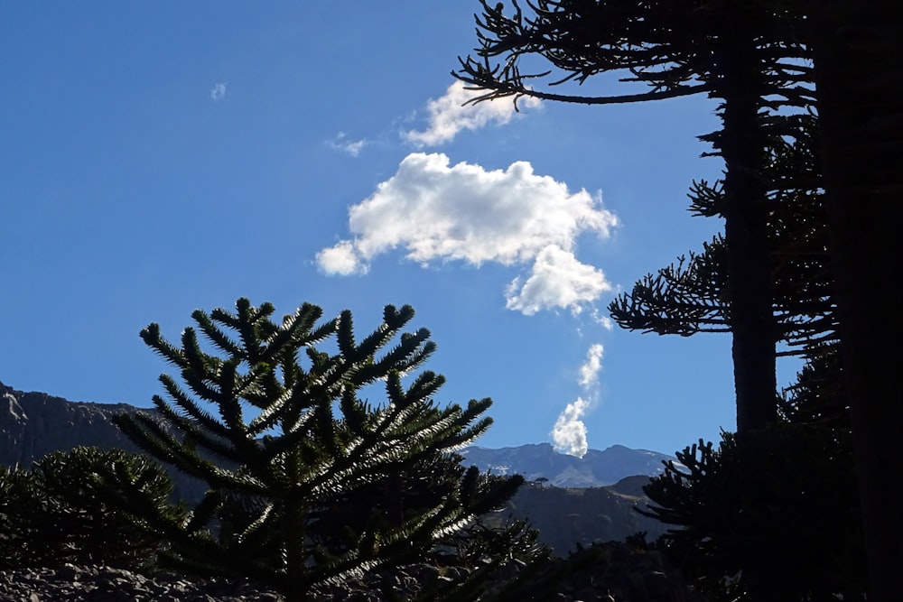 a pine tree with a cloud in the sky