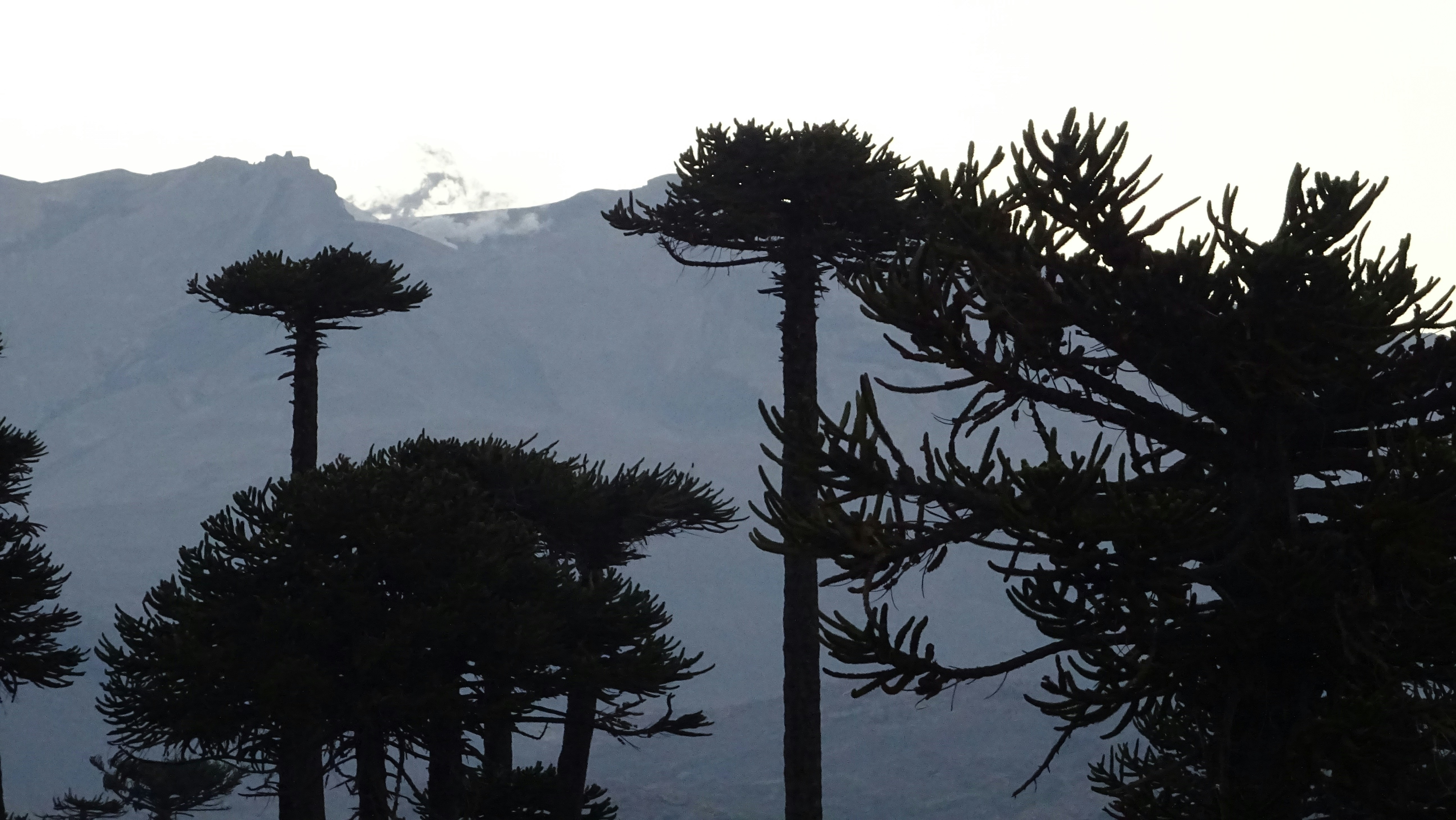 a group of trees with a mountain in the background