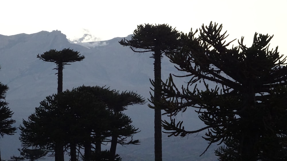 a group of trees with a mountain in the background