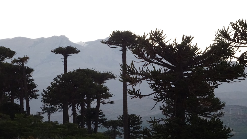 a group of pine trees with a mountain in the background