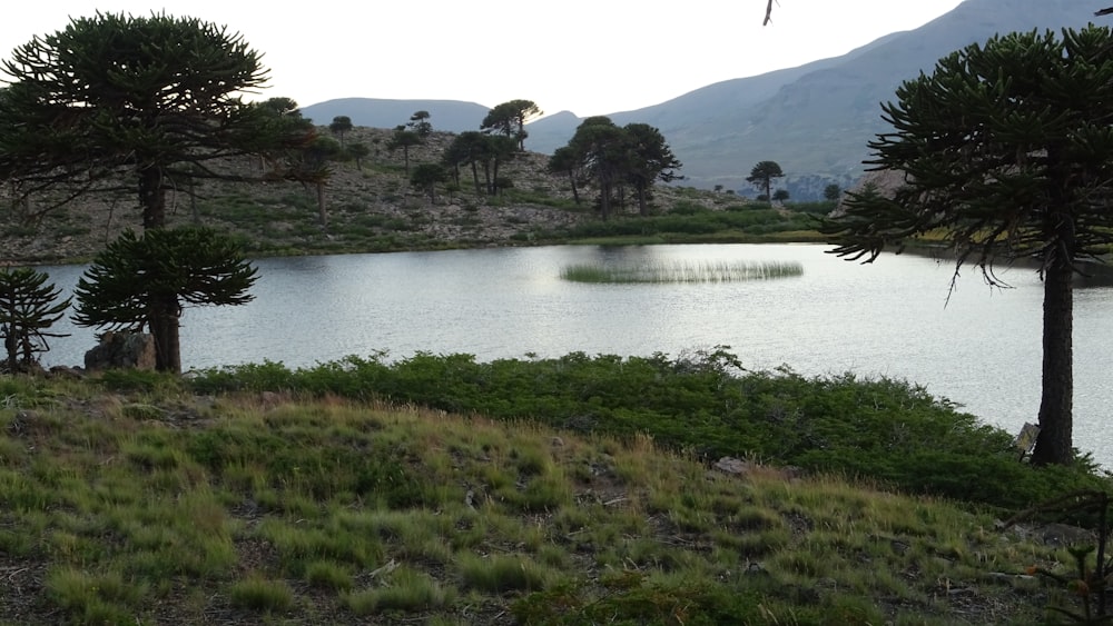 a lake surrounded by trees and grass with mountains in the background