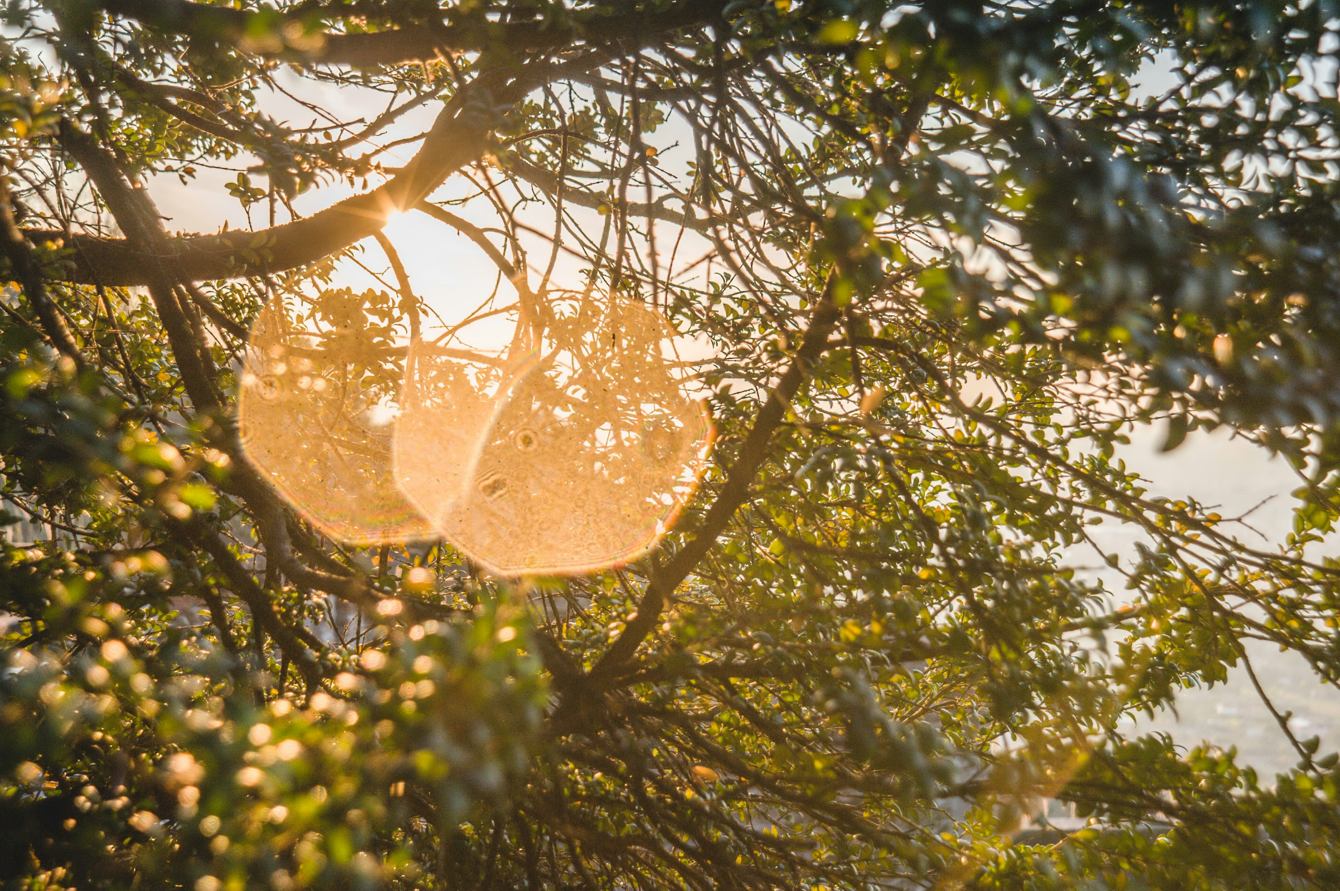 El sol brilla a través de las ramas de un árbol