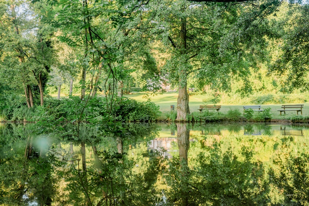 a lake surrounded by trees and benches in a park