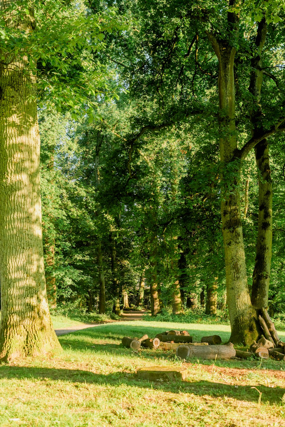 a park bench sitting in the middle of a lush green park