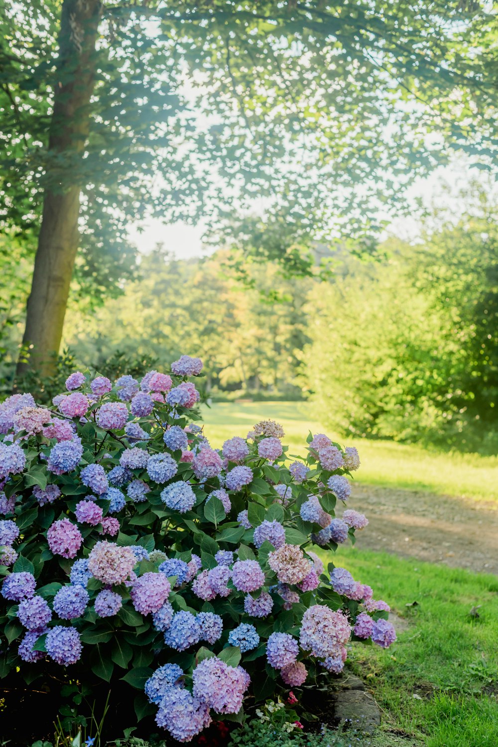 a bush of pink and blue flowers in a park