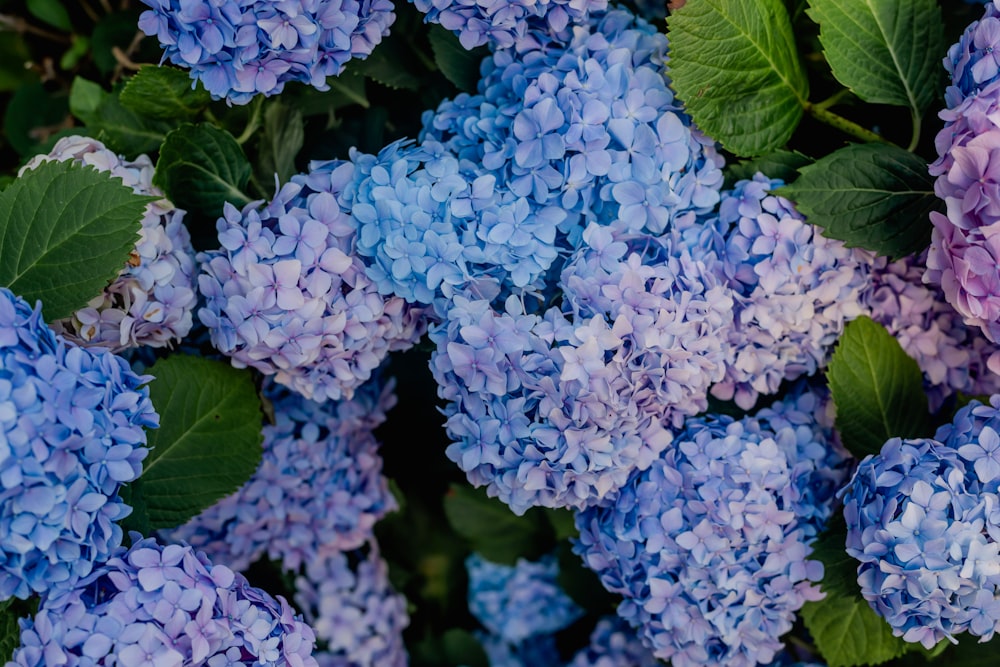 a bunch of blue and purple flowers with green leaves