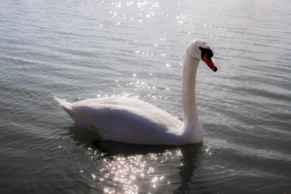 a white swan floating on top of a body of water