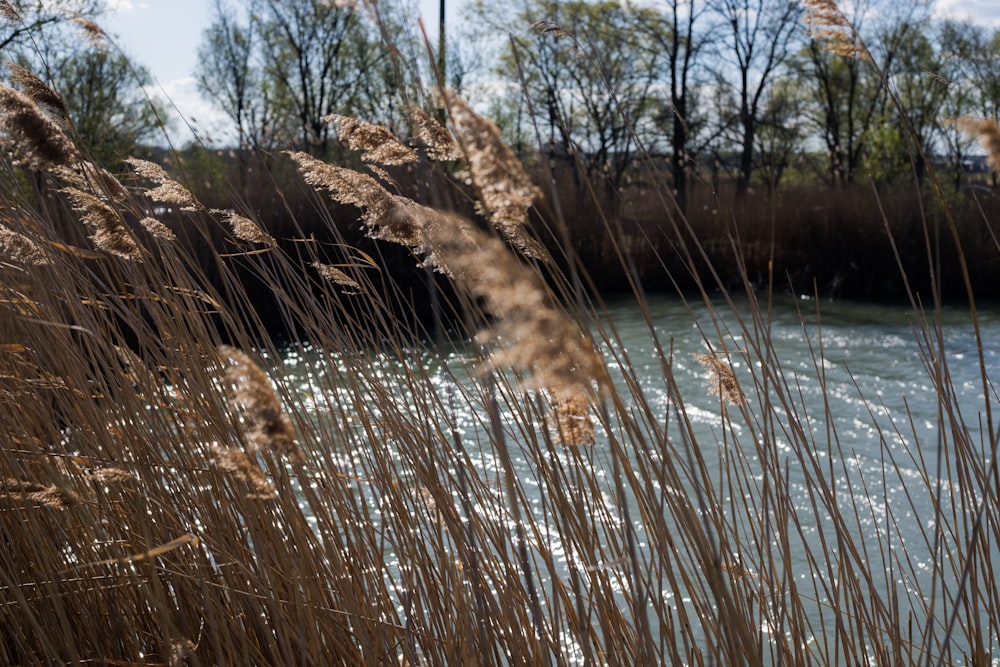 a bunch of tall brown grass next to a body of water