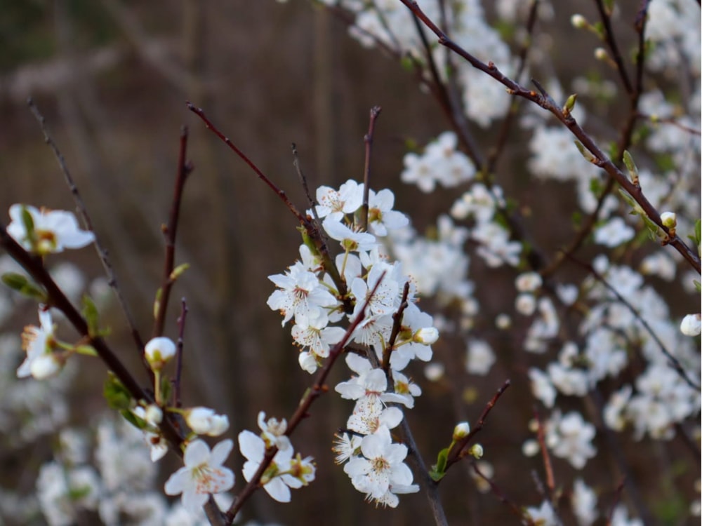 a branch of a tree with white flowers