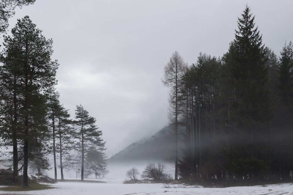 a snow covered field with trees in the background