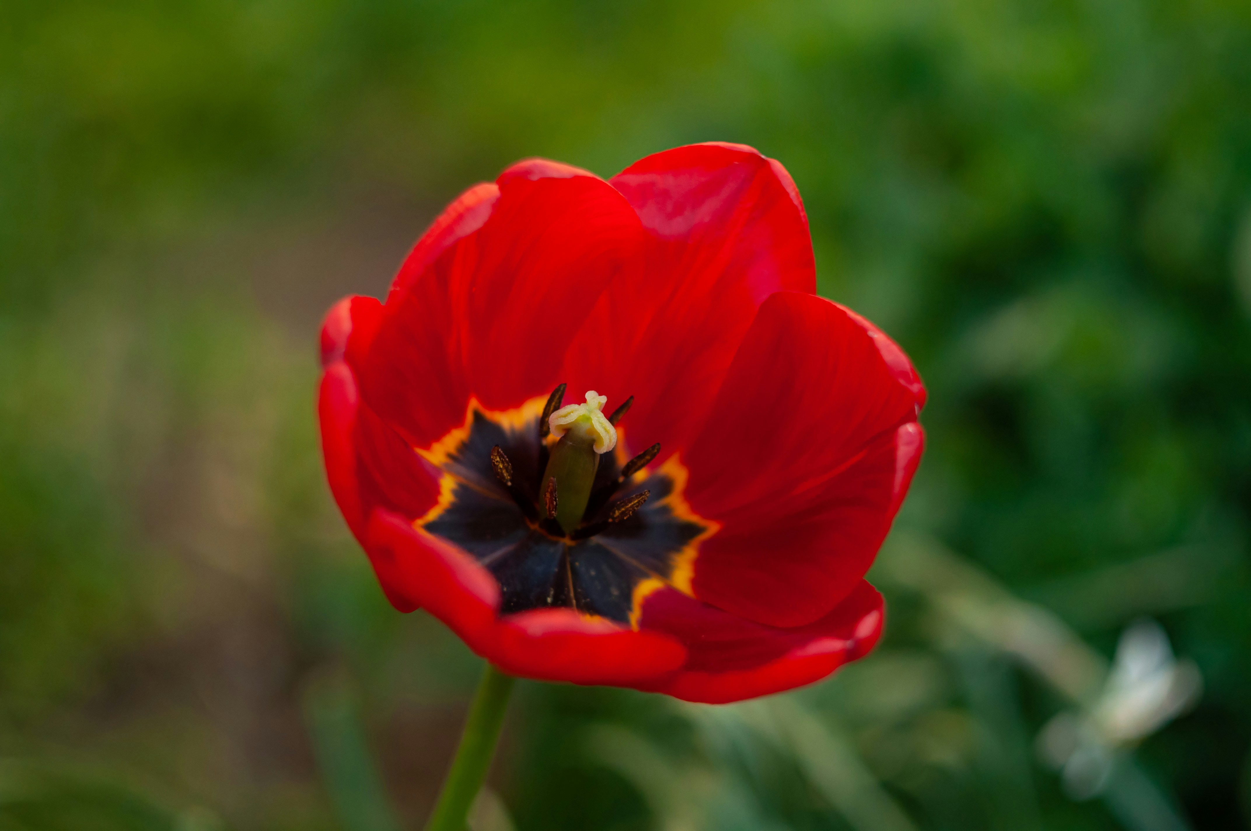 a red flower with a yellow center in a field