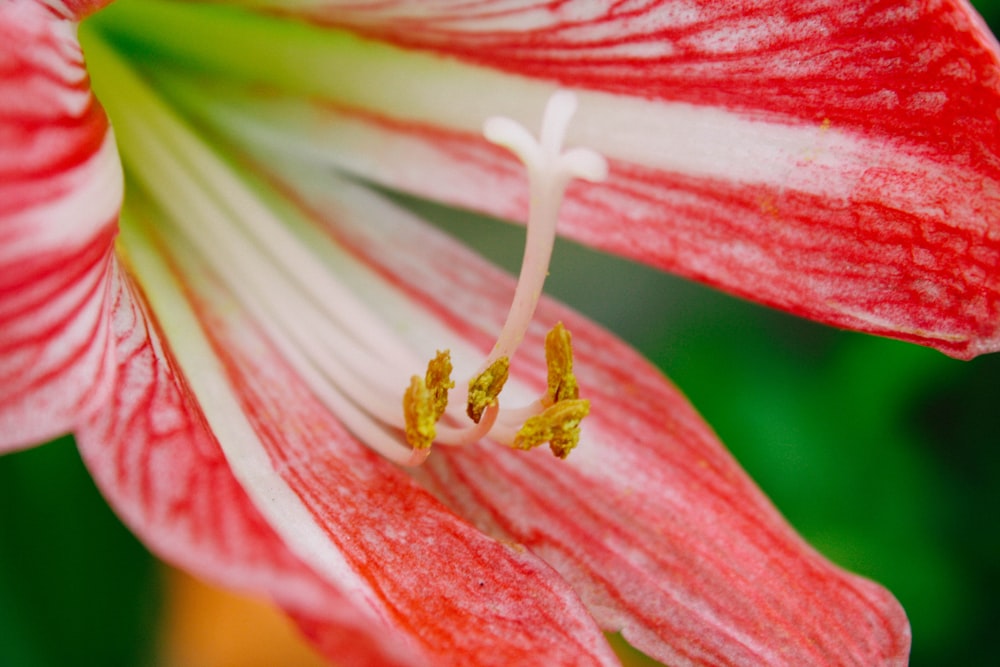 a close up of a red and white flower