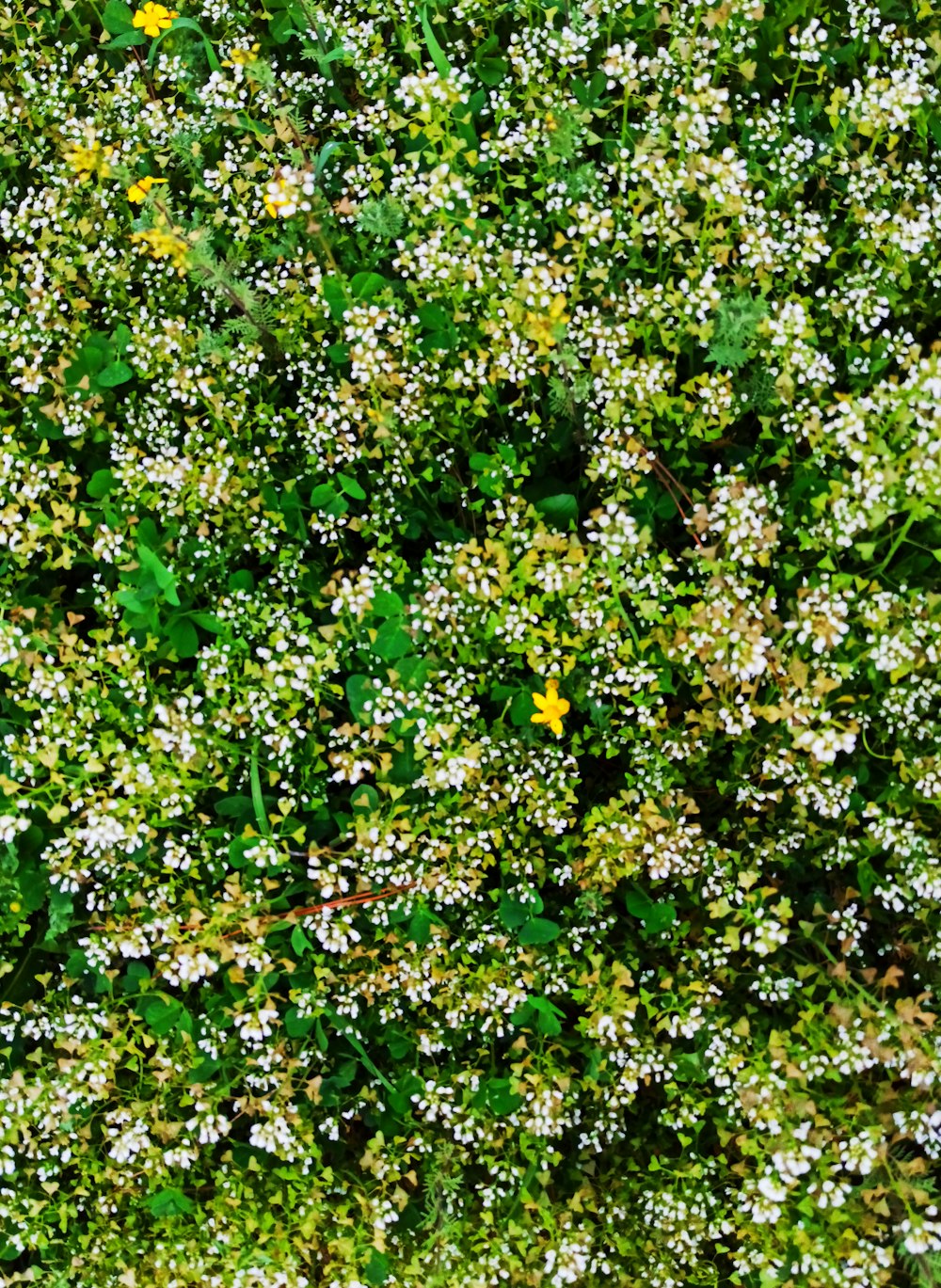 a close up of a plant with white and yellow flowers