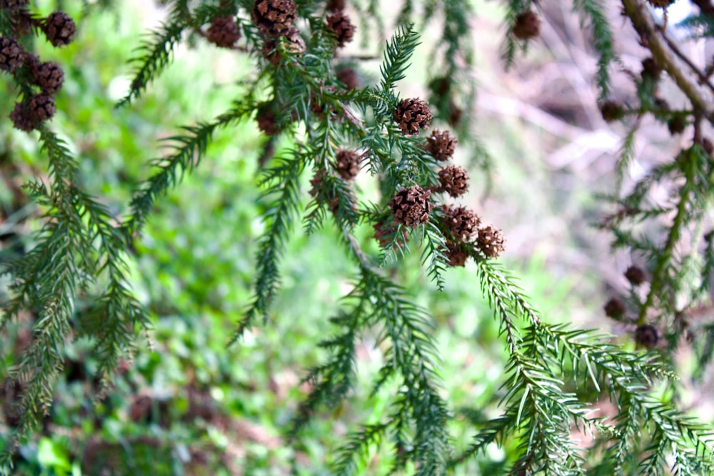 a branch of a pine tree with cones on it