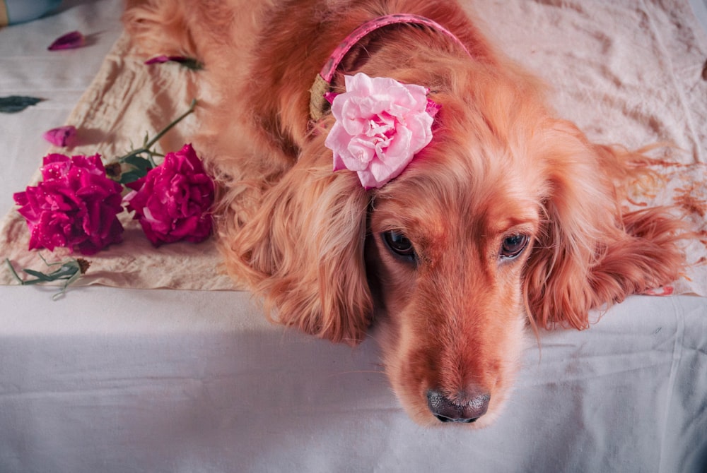 a dog laying on a bed with a flower in its hair