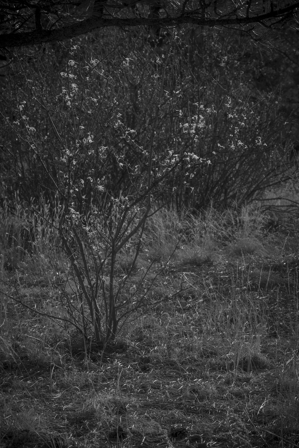 a black and white photo of a small bush