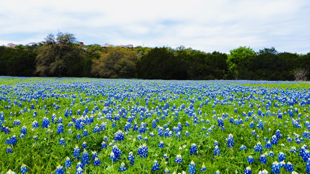 a field full of blue and white flowers